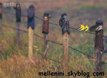 blog a visiter
