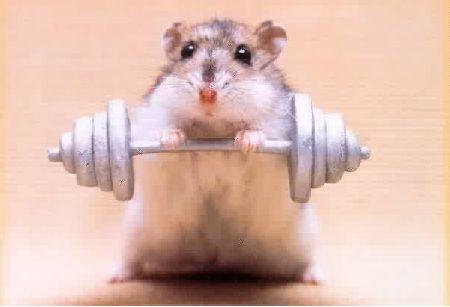 Nini ti hamster costo